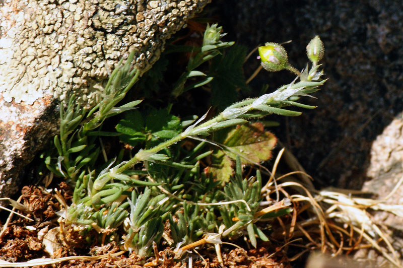 Spergularia rubra